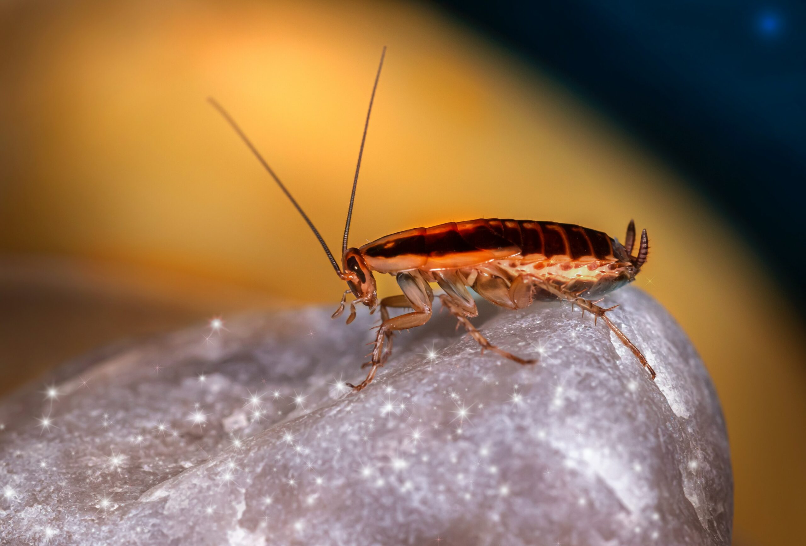 Roaches – How They’ve Survived For Millions of Years