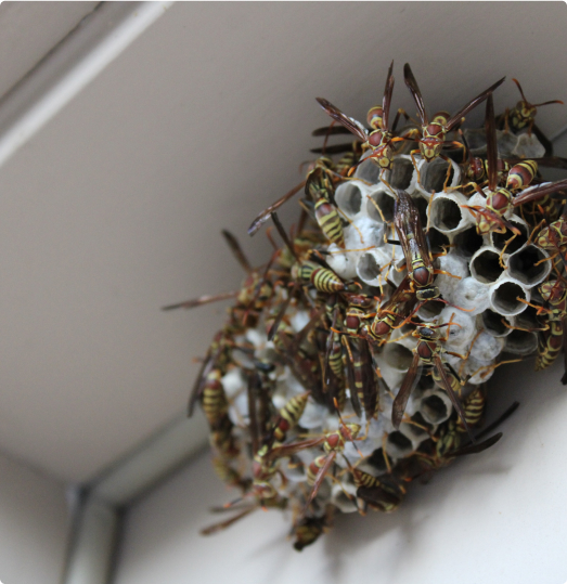 Indoor Wasp Nest