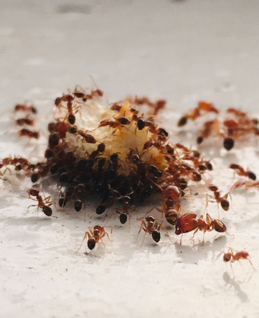 ants on honeycomb