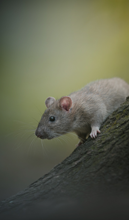 mouse on a tree